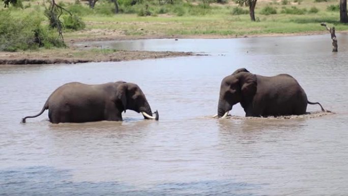 准备在水中战斗的大象