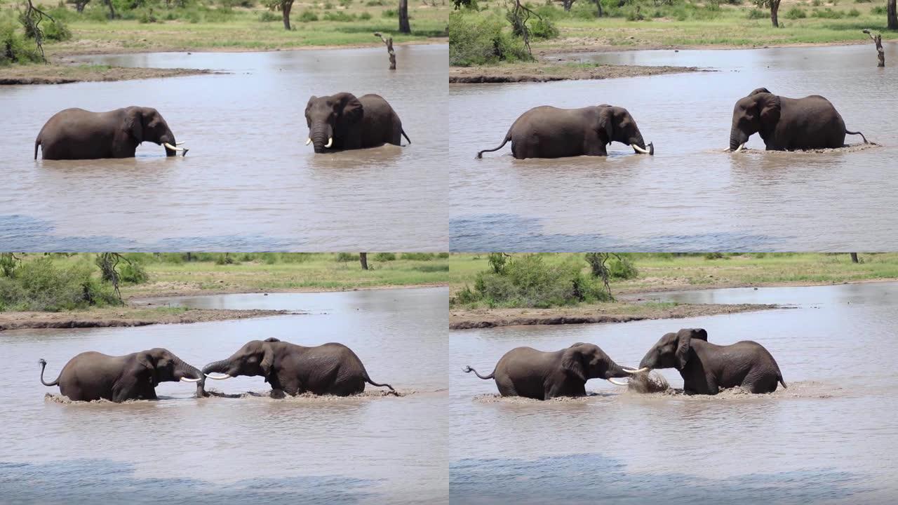 准备在水中战斗的大象