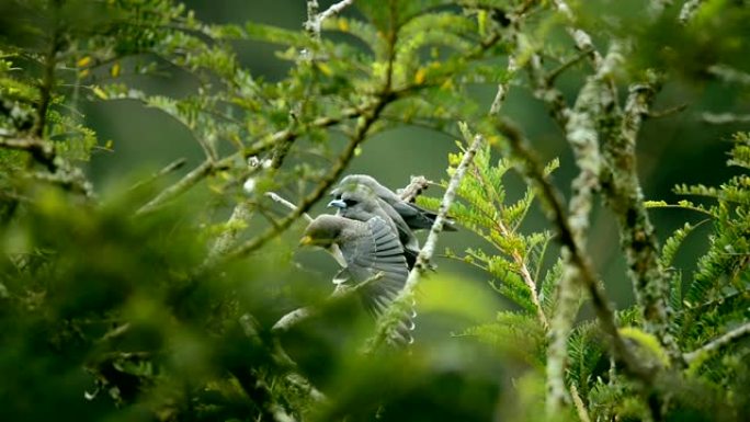 泰国khaoyai国家公园观鸟活动中树上的灰飞燕，自然和动物