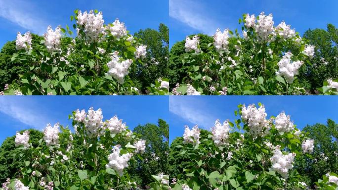 莫斯科的丁香花园