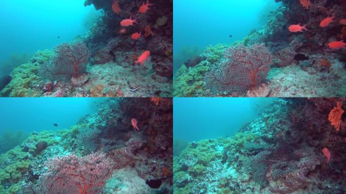 一群松鼠鱼在珊瑚礁附近游泳。印度洋，福瓦穆拉岛，马尔代夫，亚洲