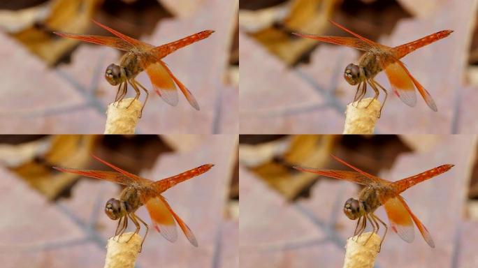 橙色蜻蜓
