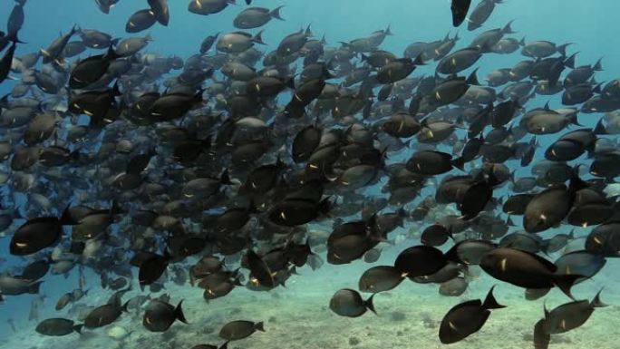 太平洋上的黑条纹刺尾鱼。水下生活与美丽的鱼群在海洋中。珊瑚礁附近的热带鱼。在清澈的水中潜水。