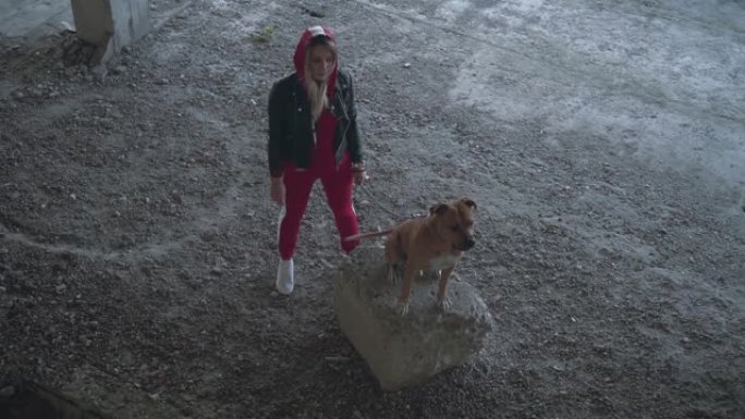 年轻的金发女郎和一只狗在一栋废弃的建筑里繁殖了美国斯塔福德郡梗。狗吠叫着保护情妇。