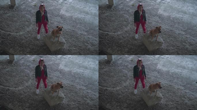年轻的金发女郎和一只狗在一栋废弃的建筑里繁殖了美国斯塔福德郡梗。狗吠叫着保护情妇。