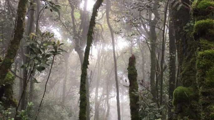充满阴霾和凉爽天气的苔藓森林