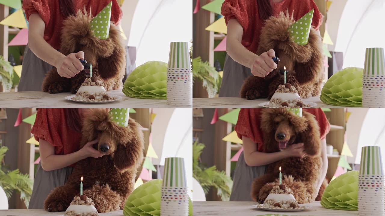 无法辨认的年轻女子在狗的生日蛋糕上点燃蜡烛
