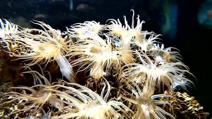 珊瑚礁环境下海水下的白海葵