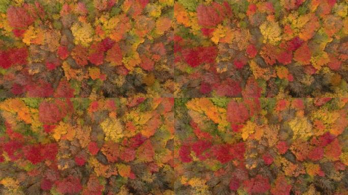 无人机在秋季拍摄时以红色和橙色阴影着色的精湛树木