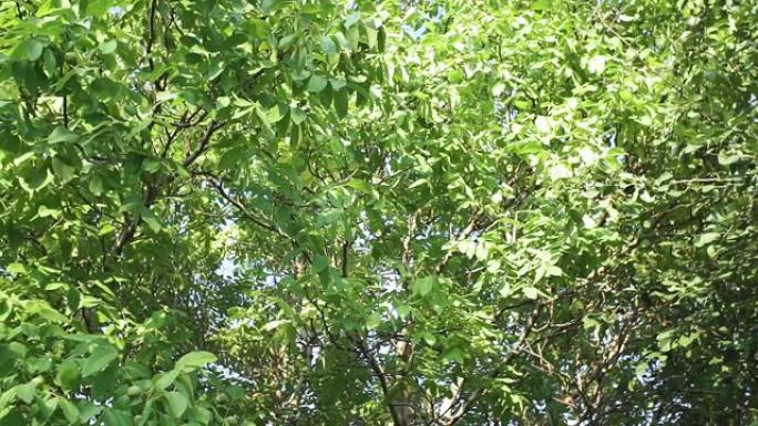 核桃树。花园树枝上的绿色核桃。树枝上的核桃。