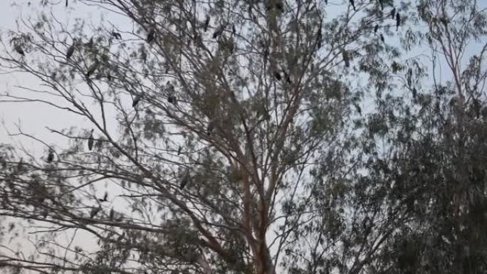 树上的白鹭鸟野生动物保护生物生态飞翔飞鸟