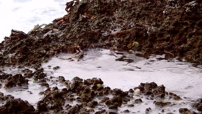 螃蟹坐在马尔代夫印度洋Fuvahmulah岛冲浪区的一块岩石上