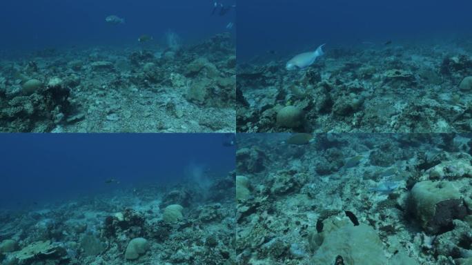 在海底珊瑚礁中游泳的鹦鹉鱼群