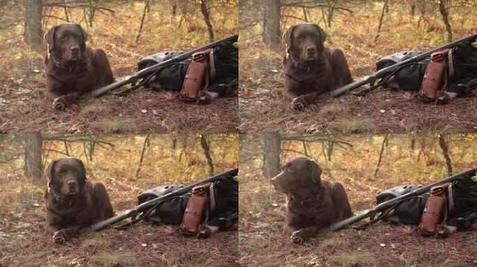 在秋天的橙色森林中，猎人shot弹枪，弹药带和背包附近的拉布拉多狗