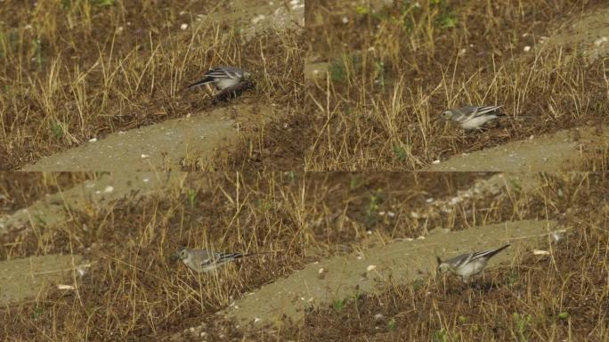 白水尾幼崽 (Motacilla alba) -阿塞拜疆