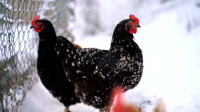 在寒冷的冬天，有机农场自由放养的黑鸡家禽