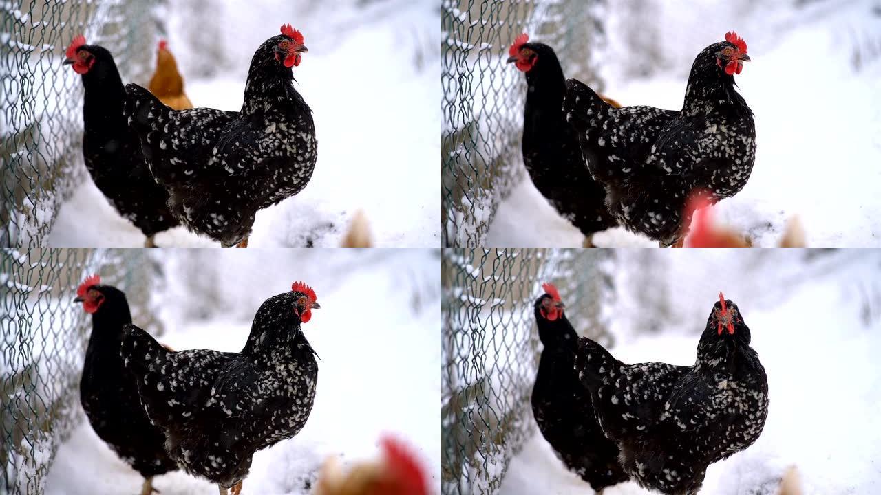 在寒冷的冬天，有机农场自由放养的黑鸡家禽