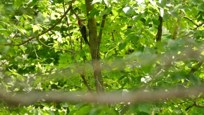 加拿大森林中的啄木鸟飞来飞去，并在树干上晒太阳