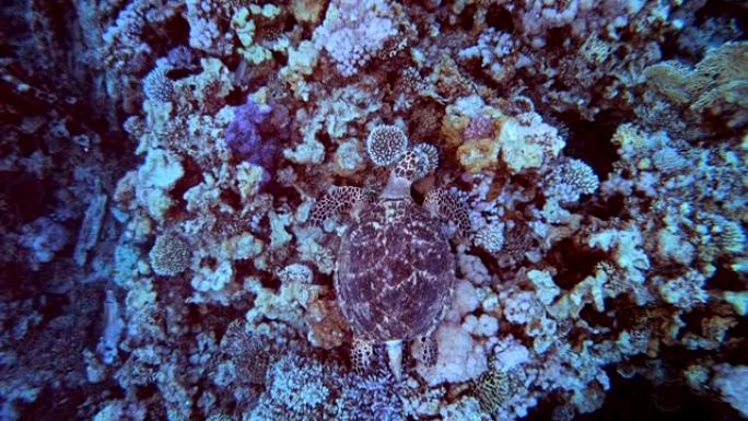 水下海龟水下海龟