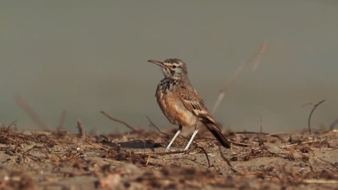 大hoopoe-lark或分叉的lark-Alaemon alaudipes是一种雀形目鸟类，来自北