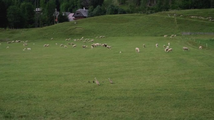 绵羊和鹅在农场放牧和散步