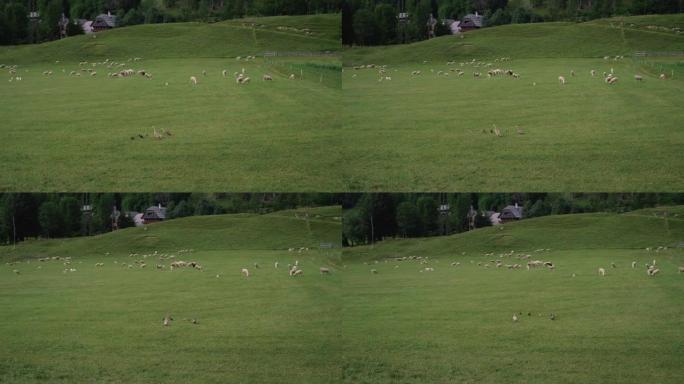 绵羊和鹅在农场放牧和散步