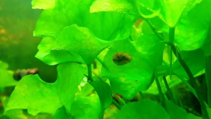 淡水植物水族馆背景中的小河豚植物，绿色莲花