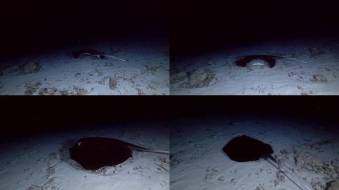 红树林Whipray在沙底上游泳 (傍晚的灯光)