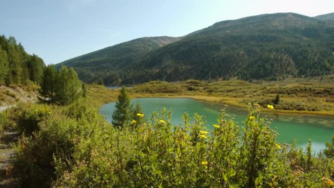俄罗斯阿尔泰的山湖。风景如画的绿色湖泊。