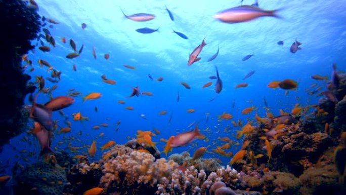 水下海洋热带生物热带鱼群海洋大海野生动物