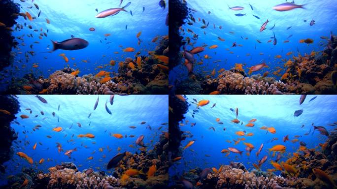 水下海洋热带生物热带鱼群海洋大海野生动物