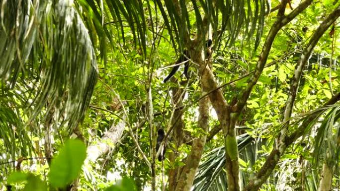 卷尾猴二重奏穿越雨林的清晰镜头
