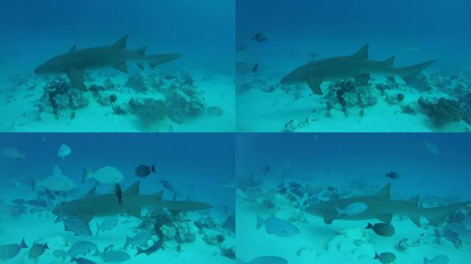 鲨鱼护士在碧蓝的水中游泳，在沙底，黄褐色的鲨鱼-Nebrius ferrugineus。印度洋、马尔