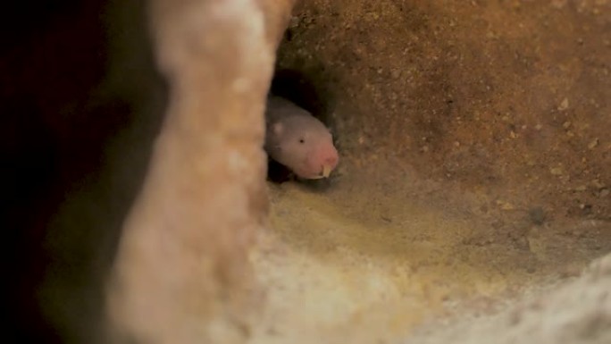 来自非洲的大牙齿裸鼹鼠在地下画廊内移动