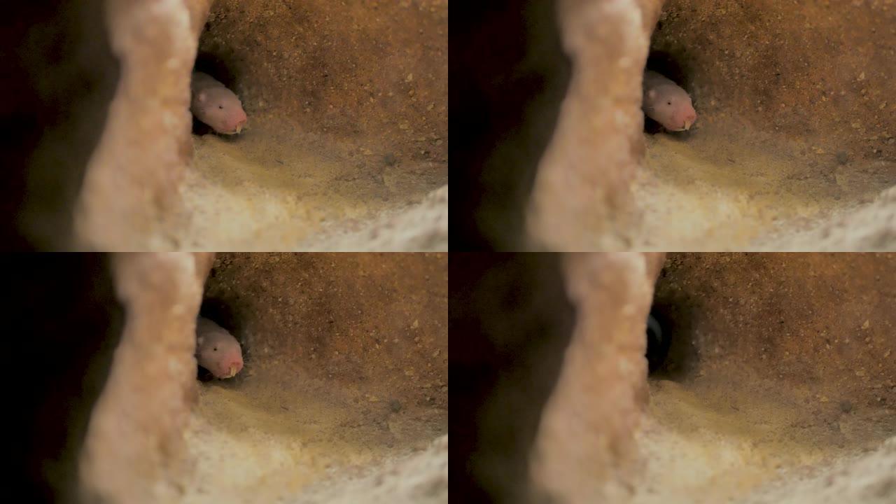 来自非洲的大牙齿裸鼹鼠在地下画廊内移动