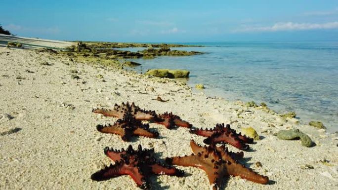 热带海滩上的海星热带鱼群海洋大海野生动物