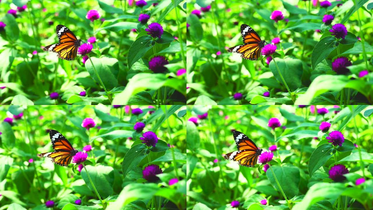 花园里新鲜紫色苋菜花上的蝴蝶。