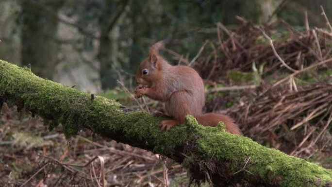 红松鼠坐在覆盖着苔藓的树枝上，在苏格兰林地吃榛子