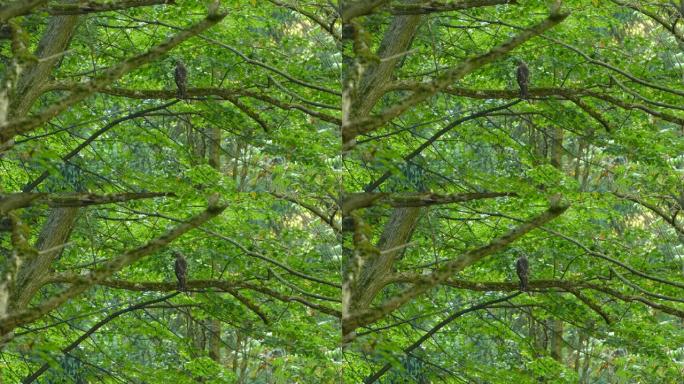 幼鸟栖息在郁郁葱葱的常绿森林部分的树枝上2/3