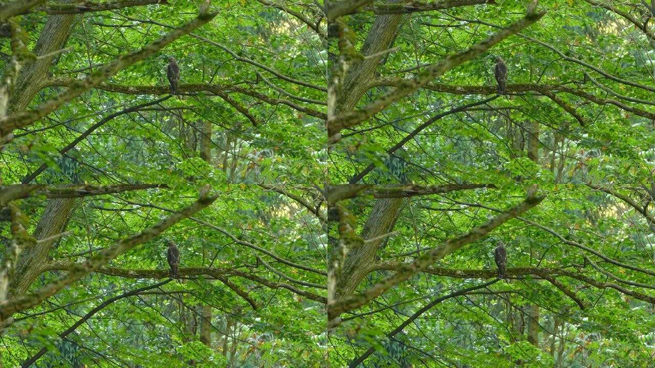 幼鸟栖息在郁郁葱葱的常绿森林部分的树枝上2/3