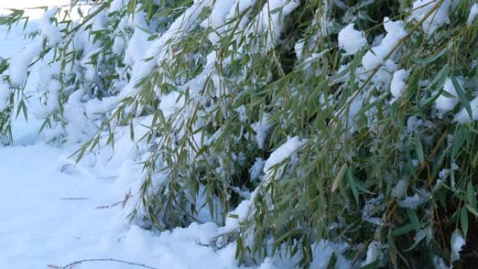 稳定的竹叶弯曲到地面并被雪覆盖