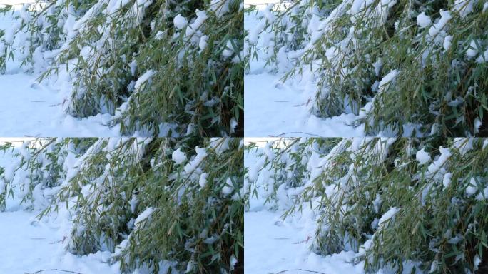 稳定的竹叶弯曲到地面并被雪覆盖