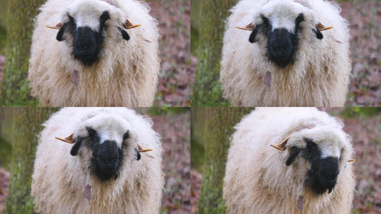 黑鼻羊的特写生物学生物研究大自然动物