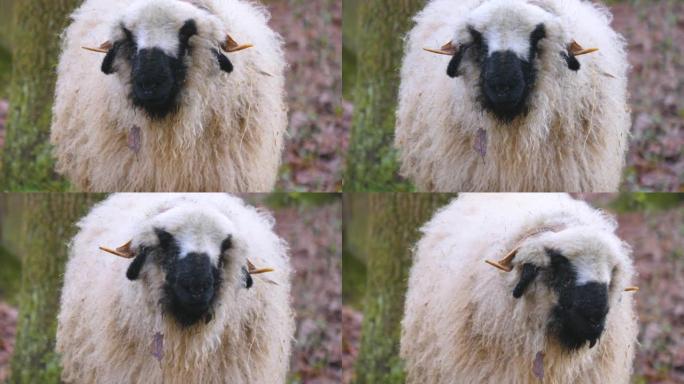 黑鼻羊的特写生物学生物研究大自然动物