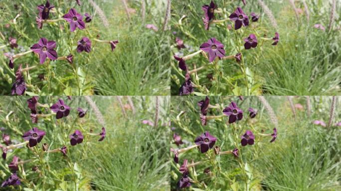 风4k上的许多深紫色香水F1阿拉塔健忘植物