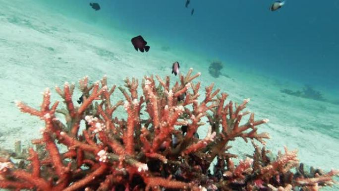 水下热带泻湖，带有健壮的鹿角珊瑚 (Acropora robusta) 和印度雀鲷学校 (Dascy