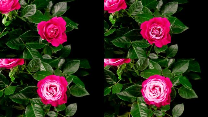 开放粉红色玫瑰花的时间流逝