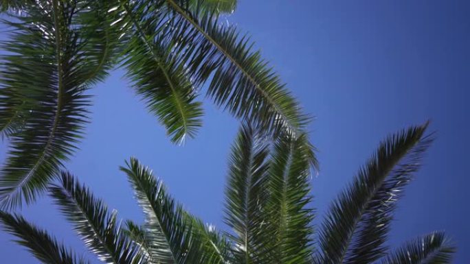 晴天的棕榈树棕榈树