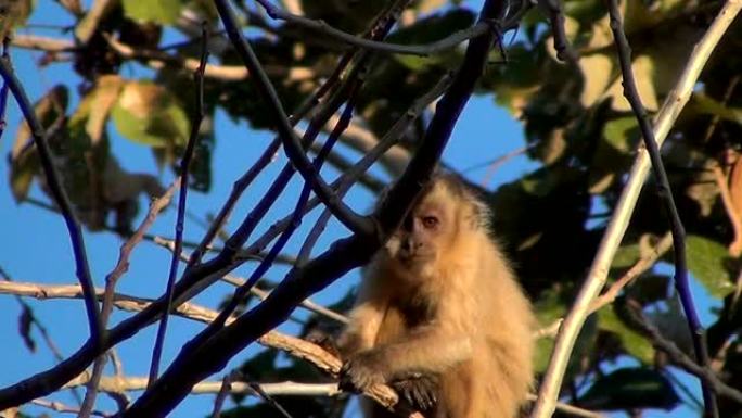 一种小猴子，簇绒卷尾猴 (Cebus apella)，也被称为棕色或黑帽卷尾猴。巴西潘塔纳尔的自然栖