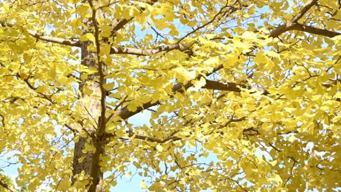 盖恩梅银杏树叶的4k风景与蓝天。日本季节和自然概念背景。秋天时节树木上五颜六色的秋叶或树叶。